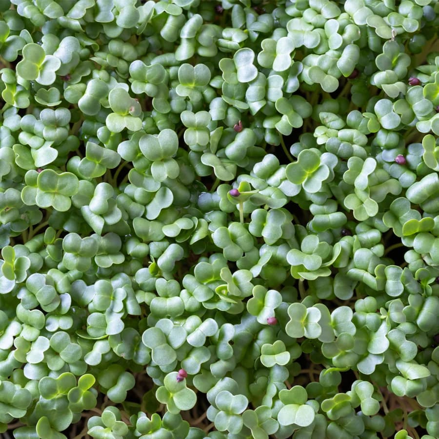 Broccoli Microgreens