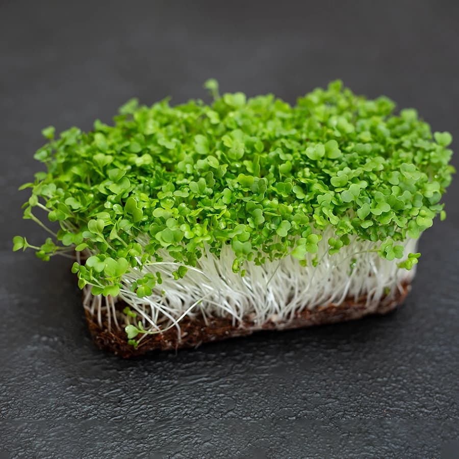 Broccoli Microgreens thumbnail 3