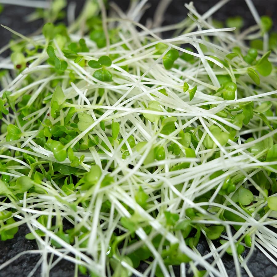 Broccoli Microgreens thumbnail 4