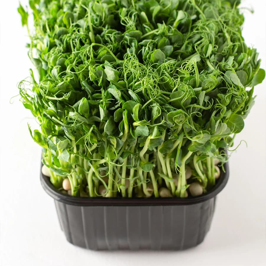Pea Shoots Microgreens