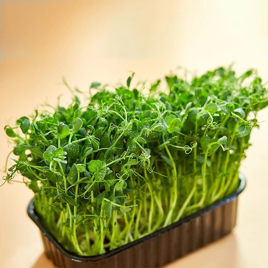 Pea Shoots Microgreens thumbnail 3
