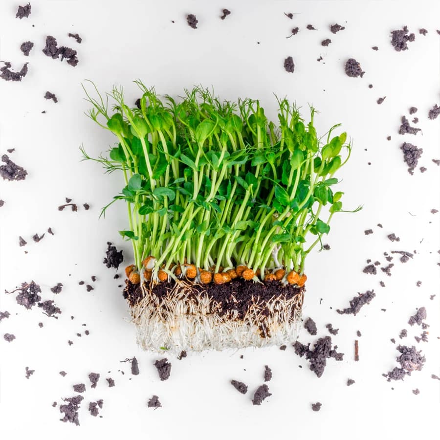 Pea Shoots Microgreens thumbnail 4