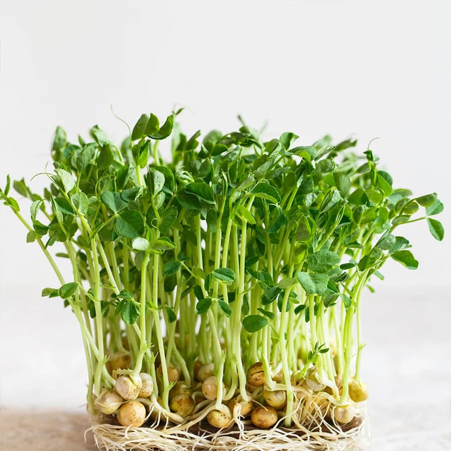 Pea Shoots Microgreens thumbnail 5