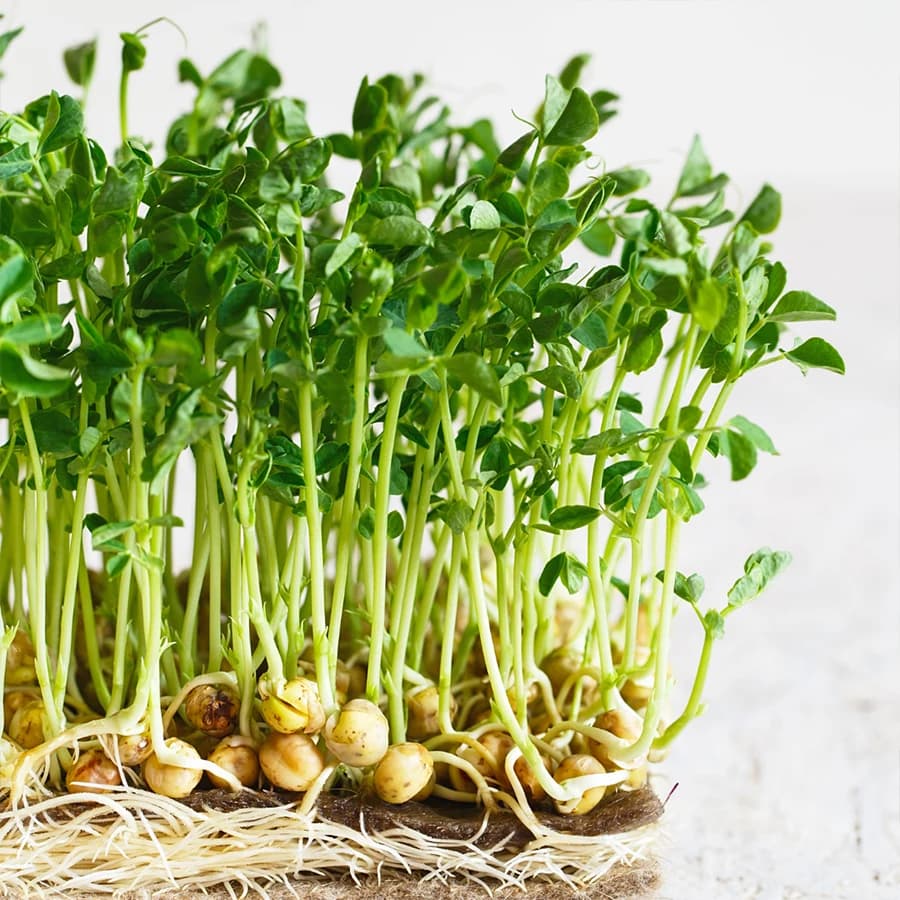 Pea Shoots Microgreens thumbnail 7