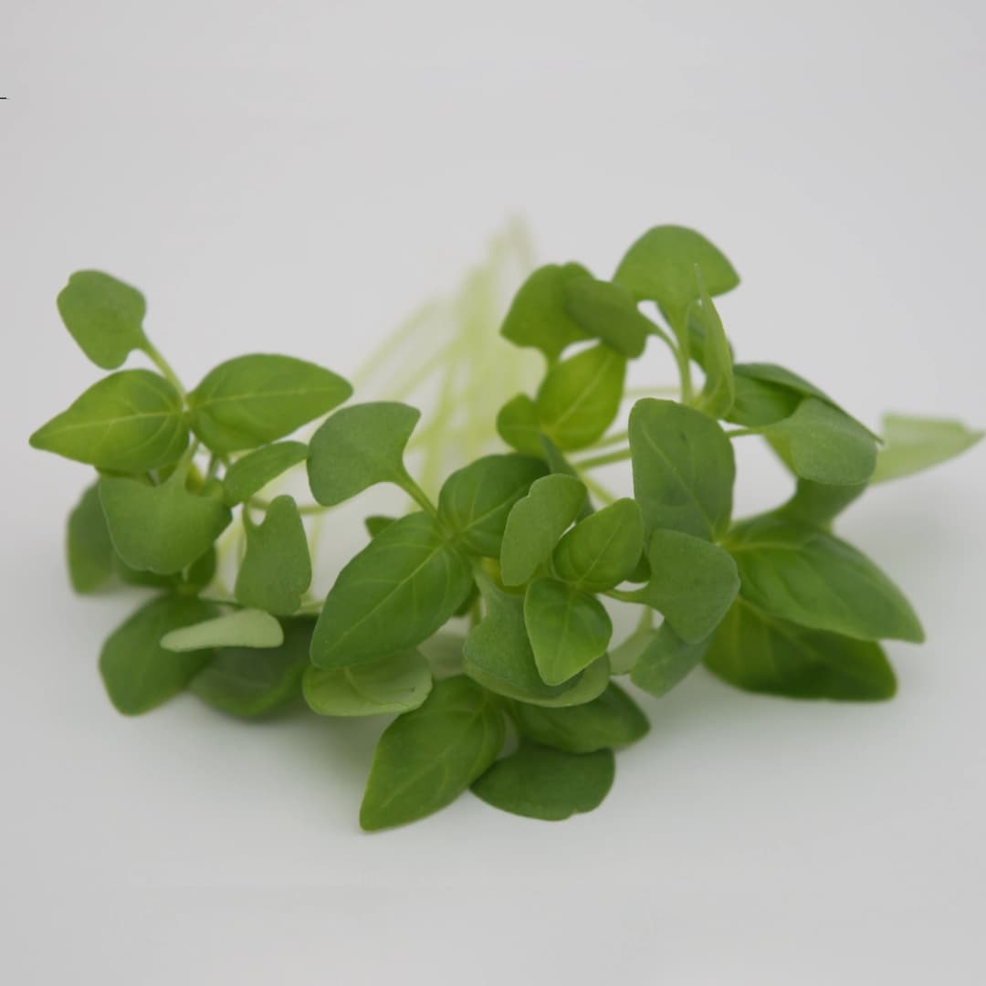 Baby Persian Basil (Reyhan)