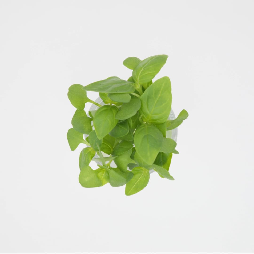 Baby Persian Basil (Reyhan) thumbnail 3