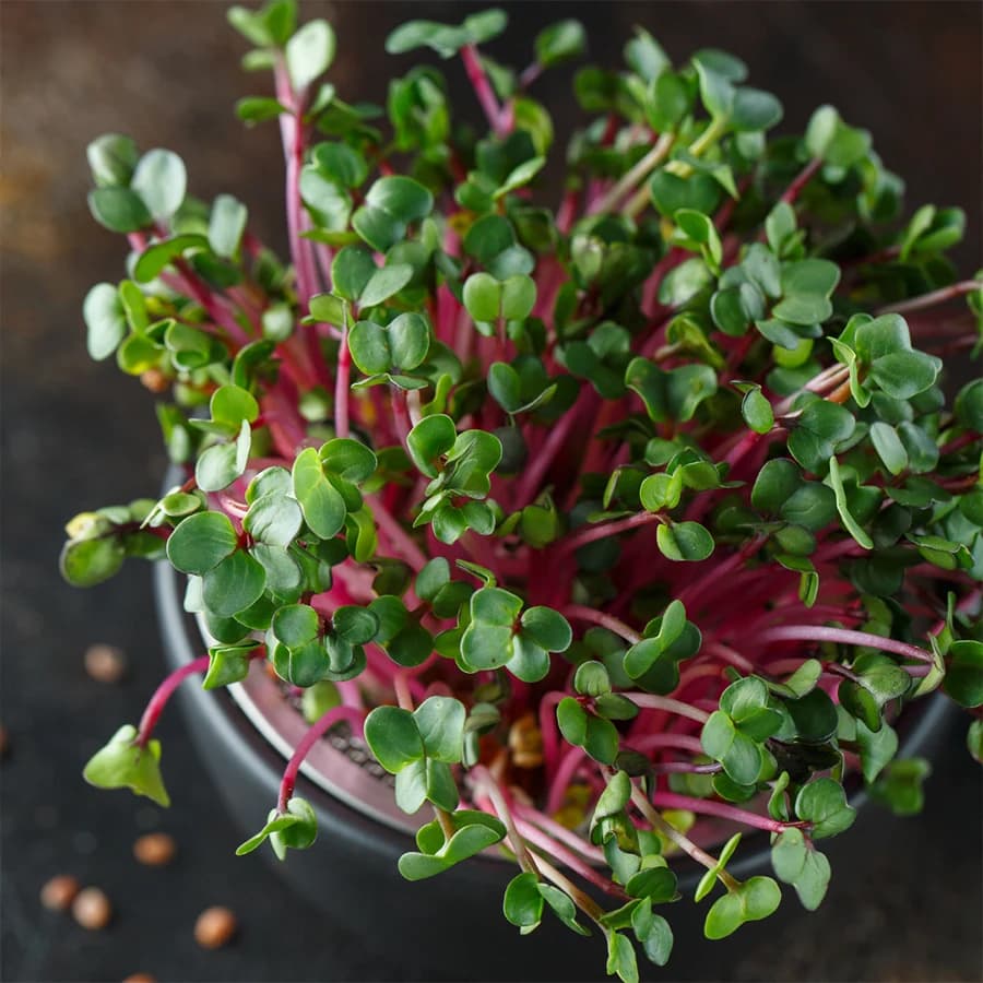 Radish Microgreens