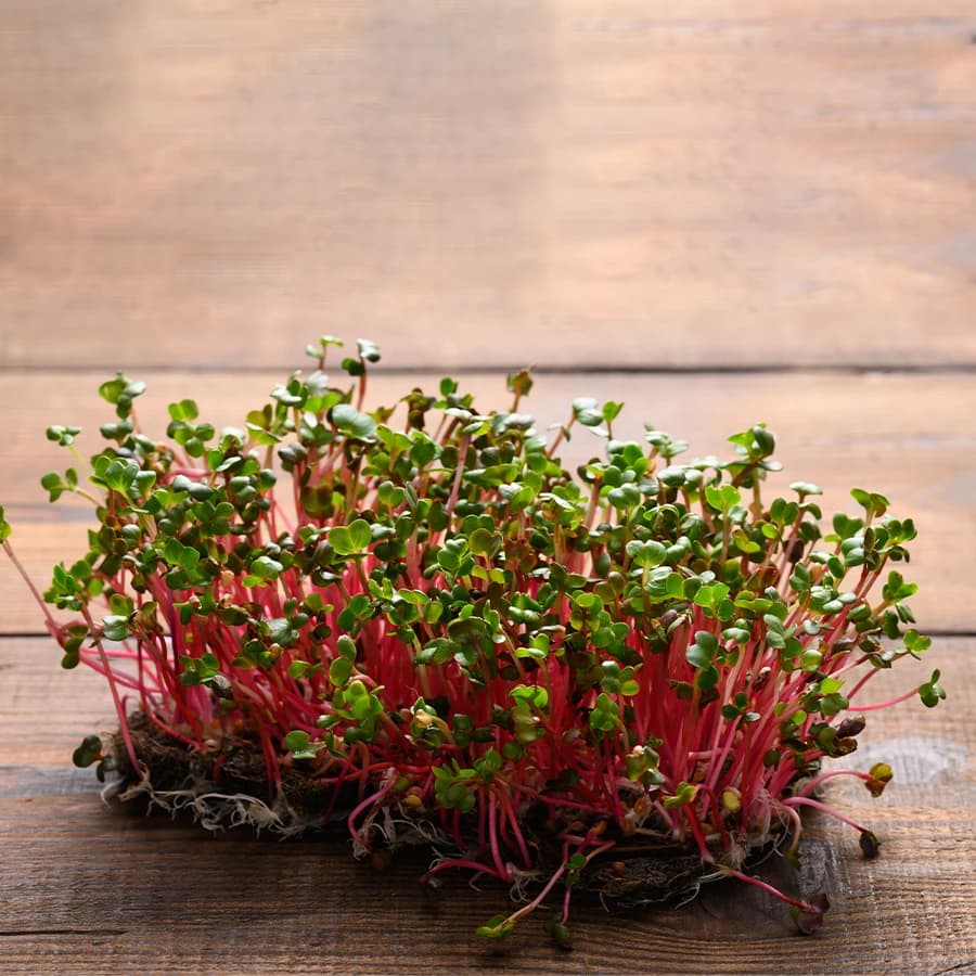 Radish Microgreens thumbnail 2