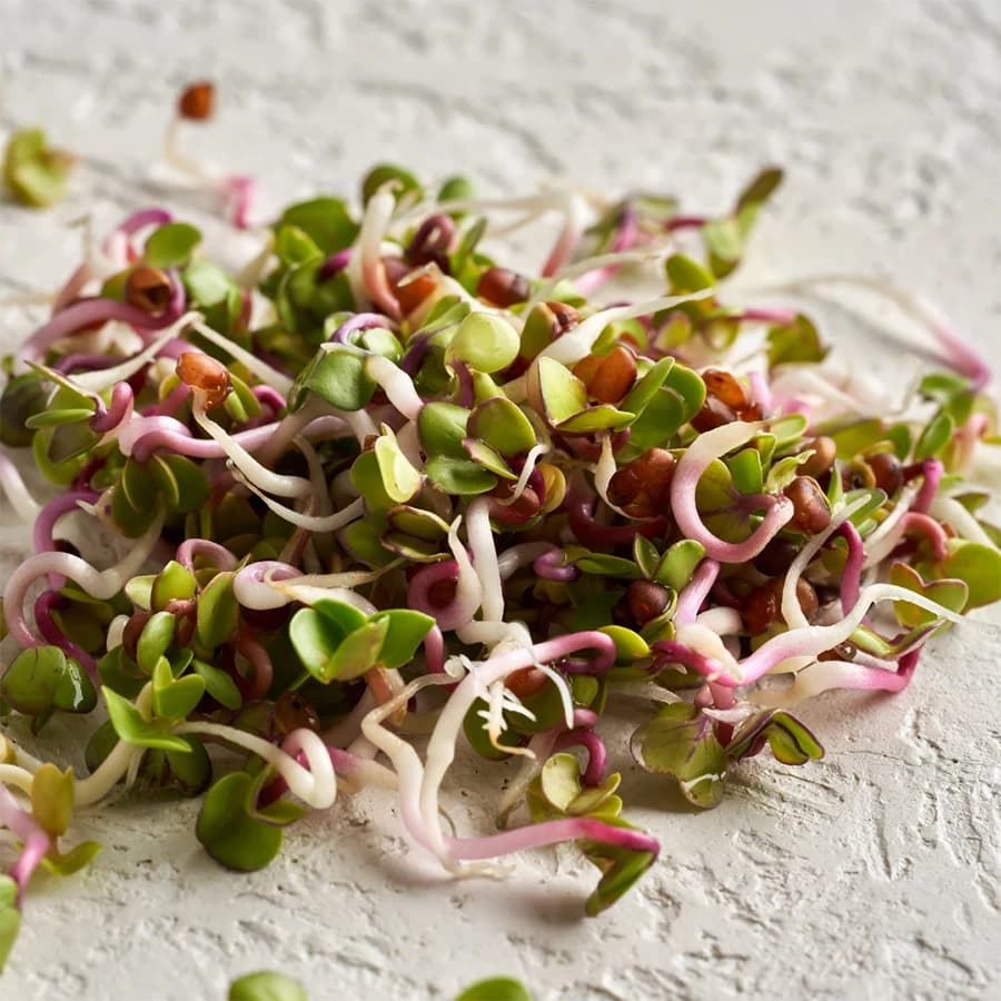 Radish Microgreens thumbnail 3