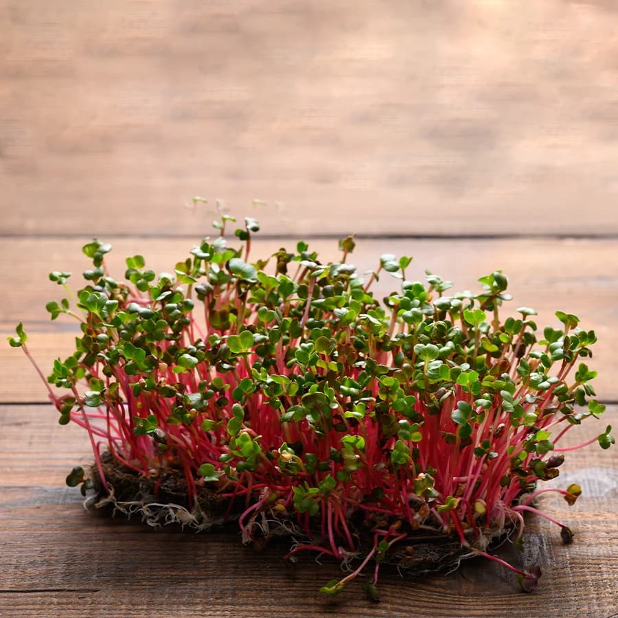 Radish Microgreens thumbnail 6