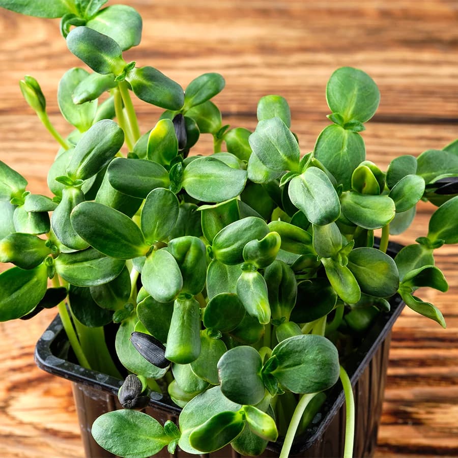Sunflower Microgreens