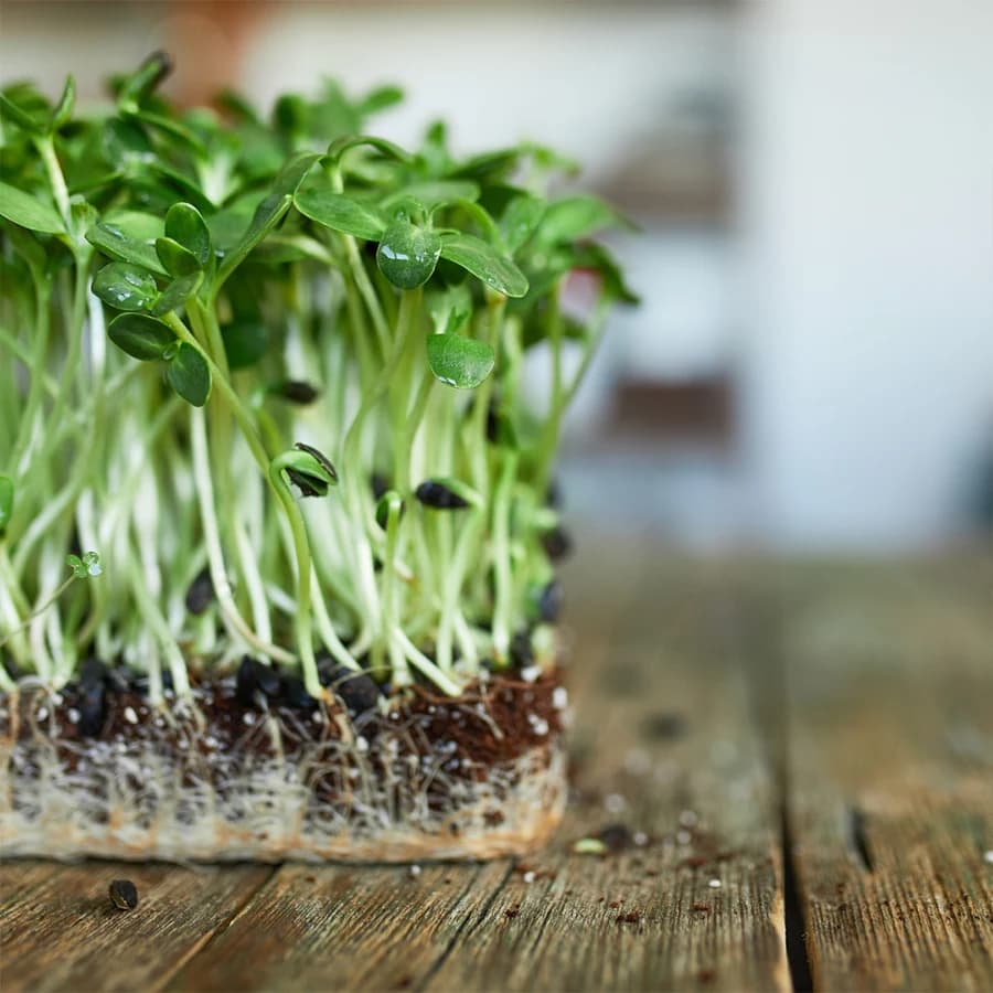 Sunflower Microgreens thumbnail 7