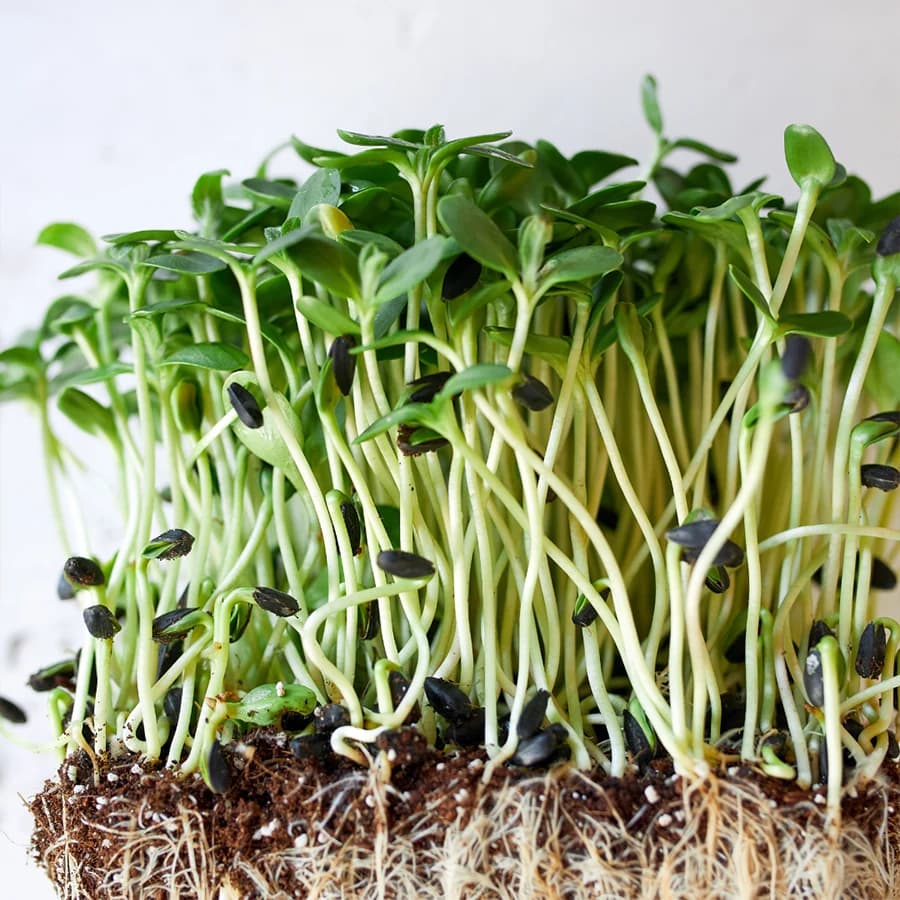 Sunflower Microgreens thumbnail 10