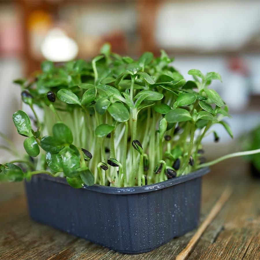 Sunflower Microgreens thumbnail 12