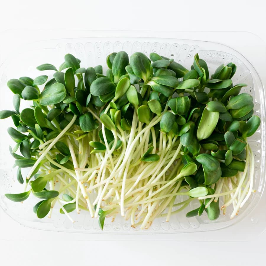 Sunflower Microgreens thumbnail 16